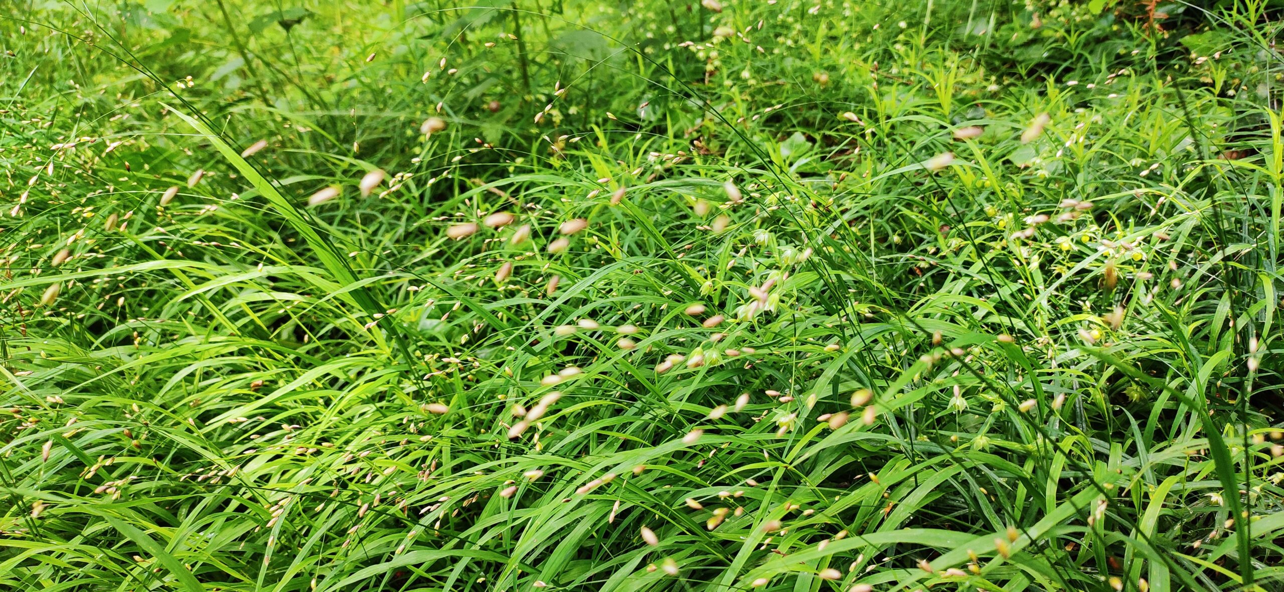 Deuxième printemps