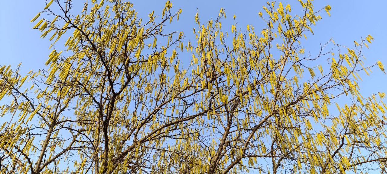 Blooming in winter