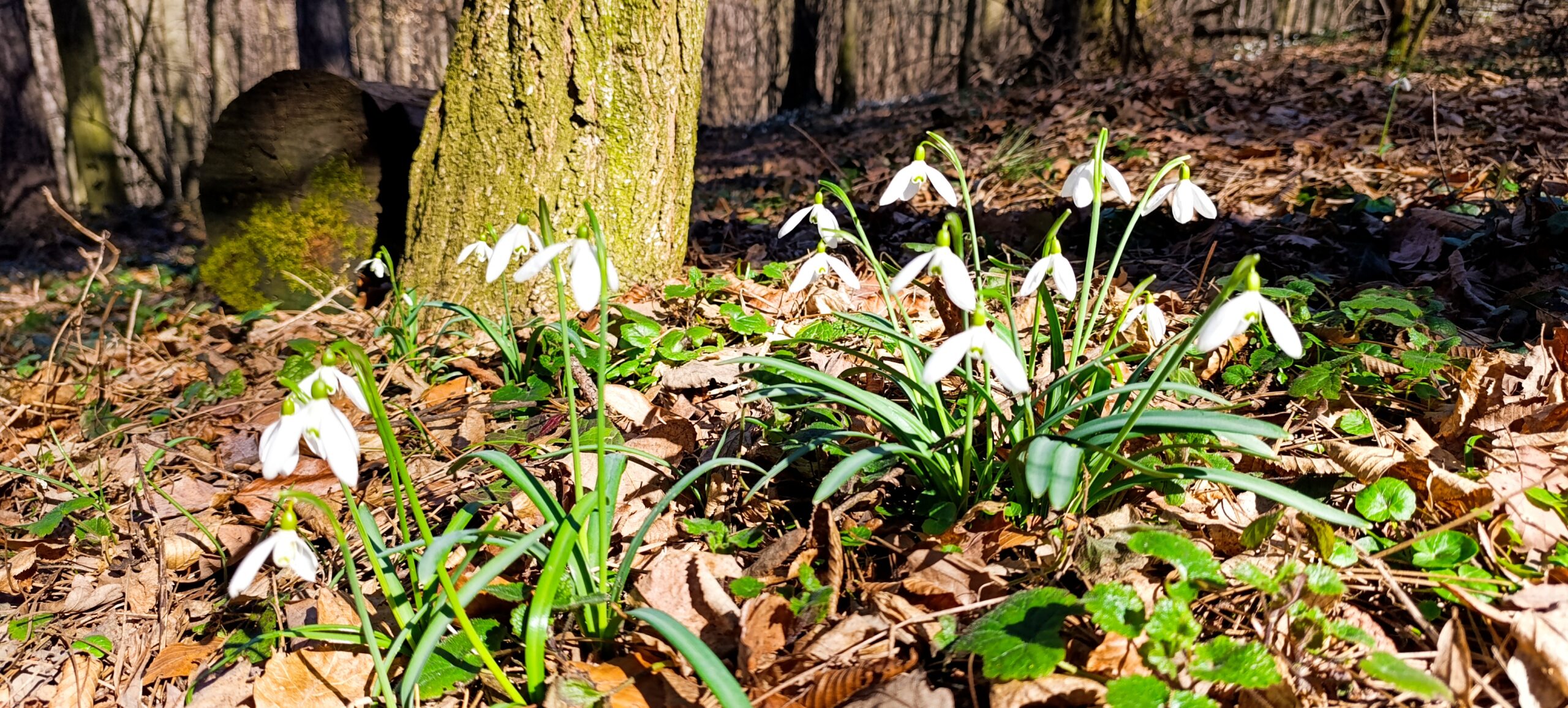 Snowdrops and other spring primroses