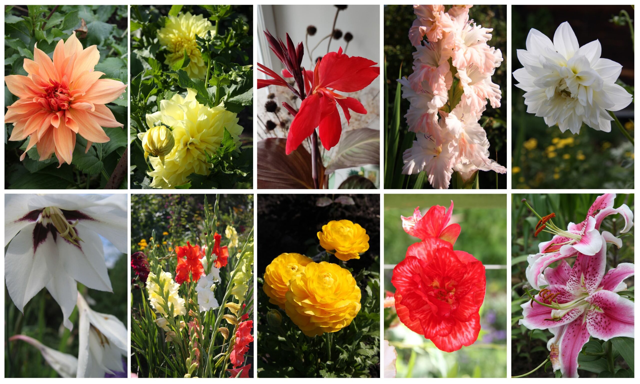 Planting bulbs in spring