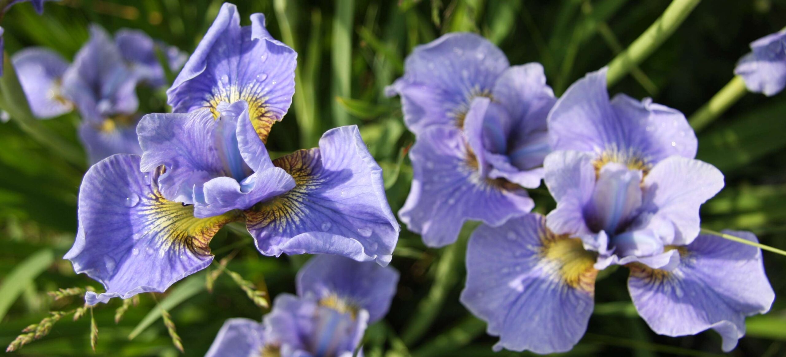 Irises season