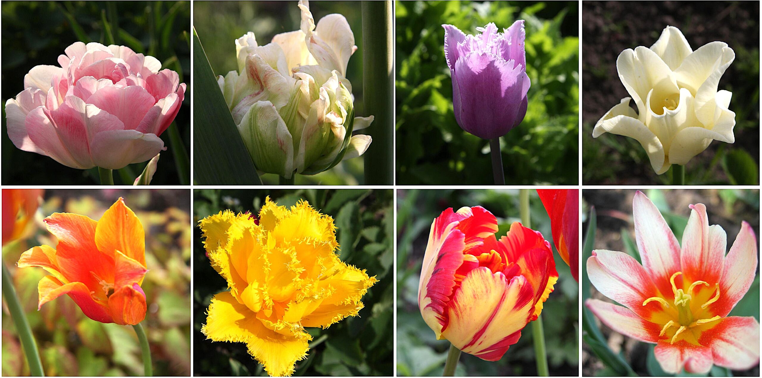 Tulips and Other Spring Bulbs
